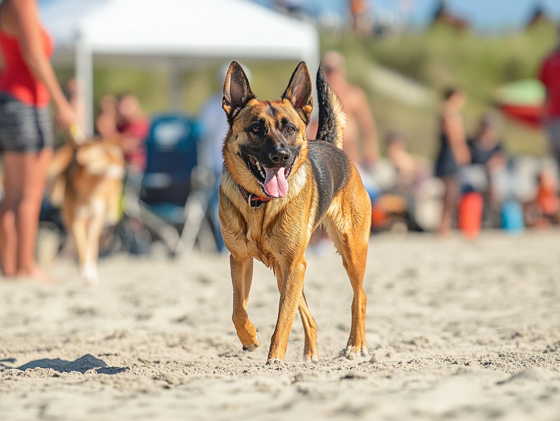 2nd Annual Leashes and Beaches K9 Skills Competition: A Day to Celebrate Heroic K9s and Community Spirit